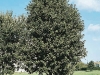 Quercus ilex 